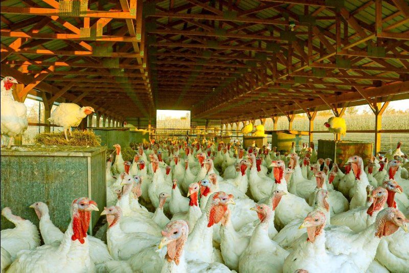 LF20210424-landis 2poultry-.jpg